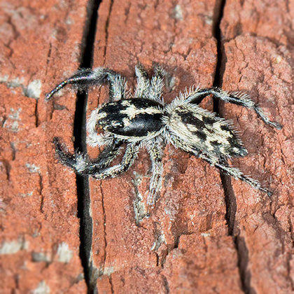 Jumping Spider (Holoplatys semiplanata) (Holoplatys semiplanata)